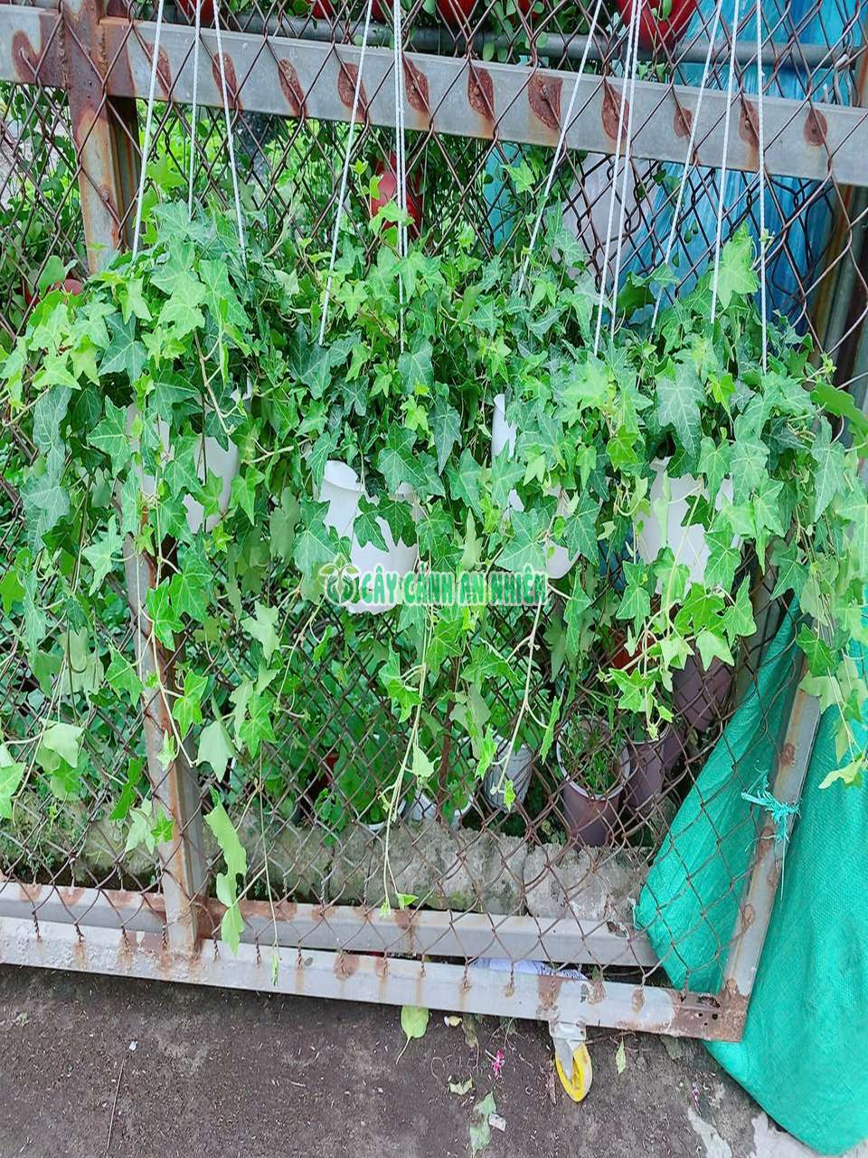 thuong-xuan-xanh-4 thuong-xuan-xanh-4