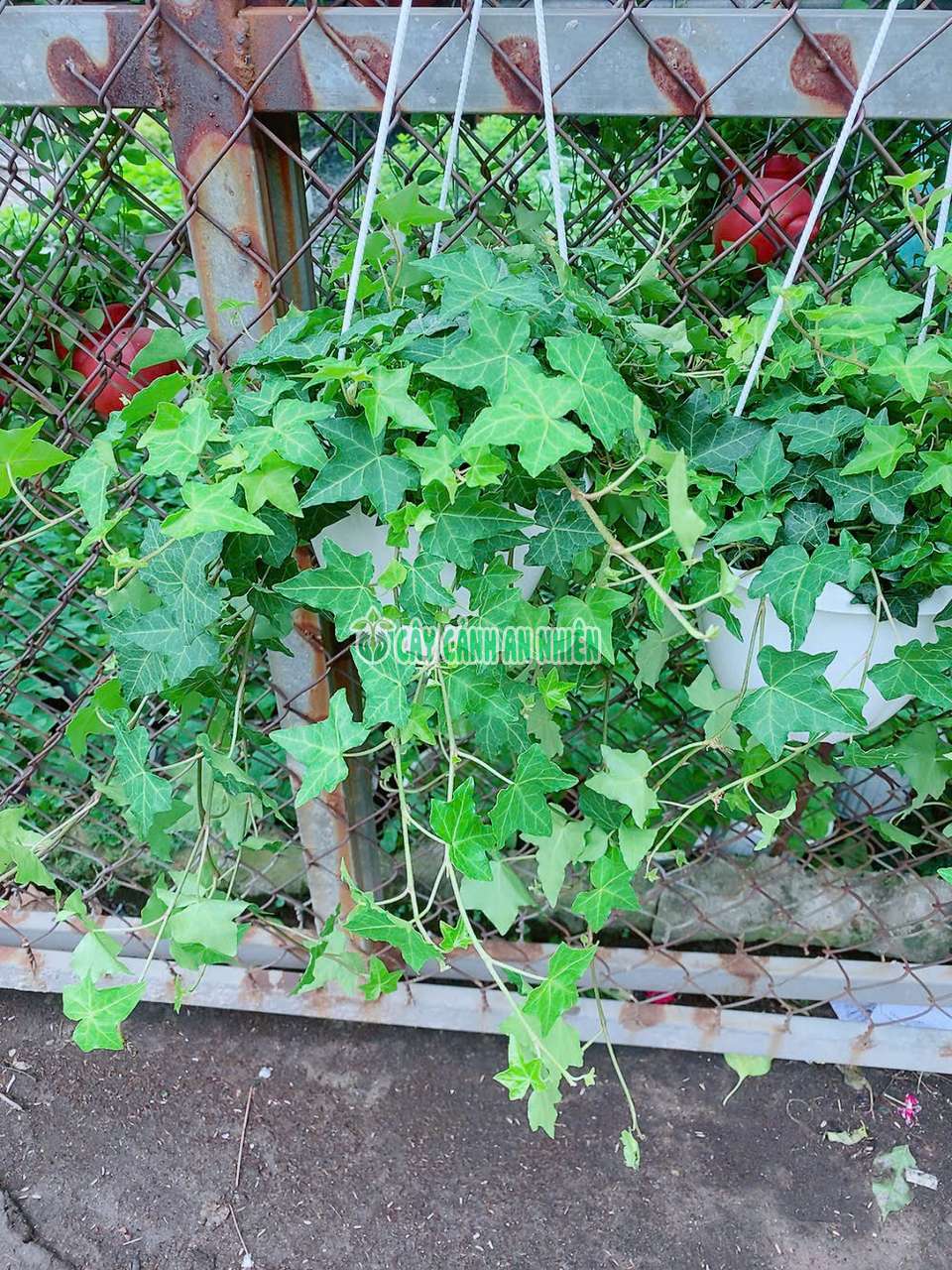 thuong-xuan-xanh-5 thuong-xuan-xanh-5