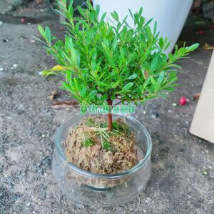 tieu-diep-xich-nam-thuy-sinh-2