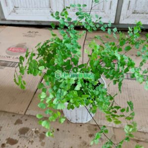 Cây Tóc Thần Vệ Nữ Để Bàn