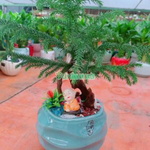 Chậu Tùng Bách Tàn Tiểu Cảnh tung-bach-tan-2
