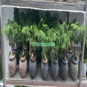 Chậu Tùng Bách Tàn Tiểu Cảnh tung-bach-tan-3