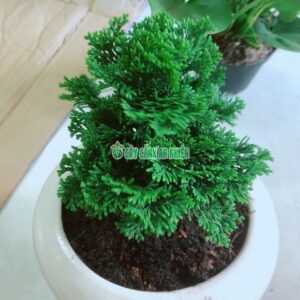Chậu Cây Tùng Trắc (Trắc Xoắn) tung-trac-kem-chau-1