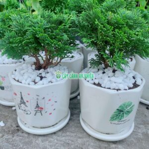 Chậu Cây Tùng Trắc (Trắc Xoắn) tung-trac-kem-chau-3