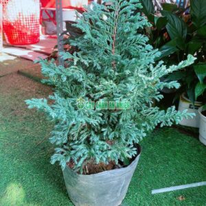 tung-tuyet-2