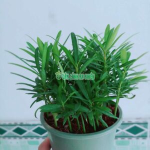 Cây Tùng Vạn Niên Mini tung-van-nien-mini-1