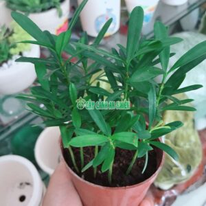 Cây Tùng Vạn Niên Mini tung-van-nien-mini-2