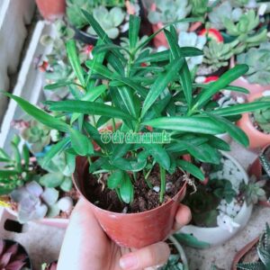 Cây Tùng Vạn Niên Mini tung-van-nien-mini-3