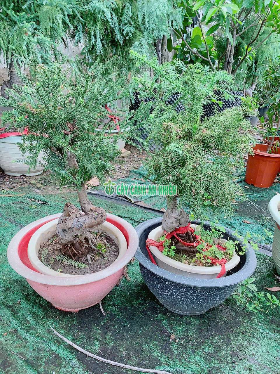 tung-xuong-ca-2 tung-xuong-ca-2