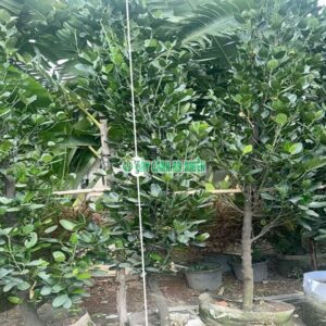 cay-phuc-lon-1