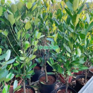 cay-phuc-lon-3