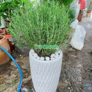 chau-huong-thao-5