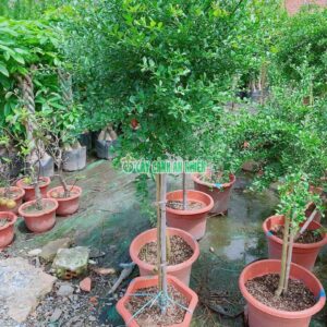chanh-mong-tay-1m3-3