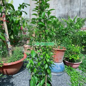 chanh-nho-lon-6