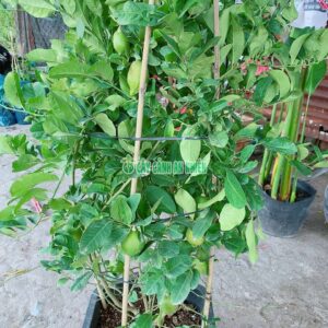 Chậu Chanh Úc Lớn chanh-uc-lon-1