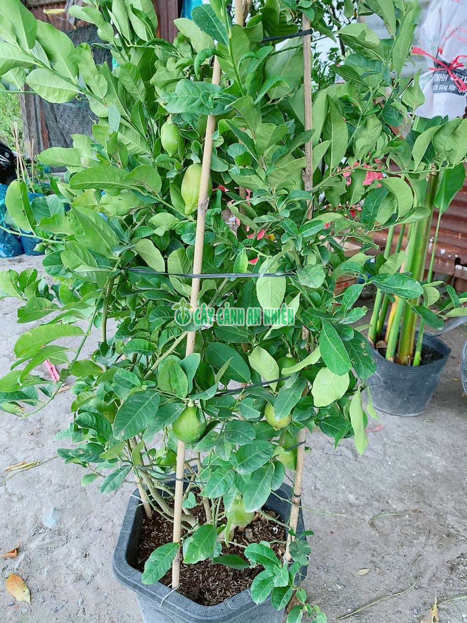 chanh-uc-lon-1 chanh-uc-lon-1