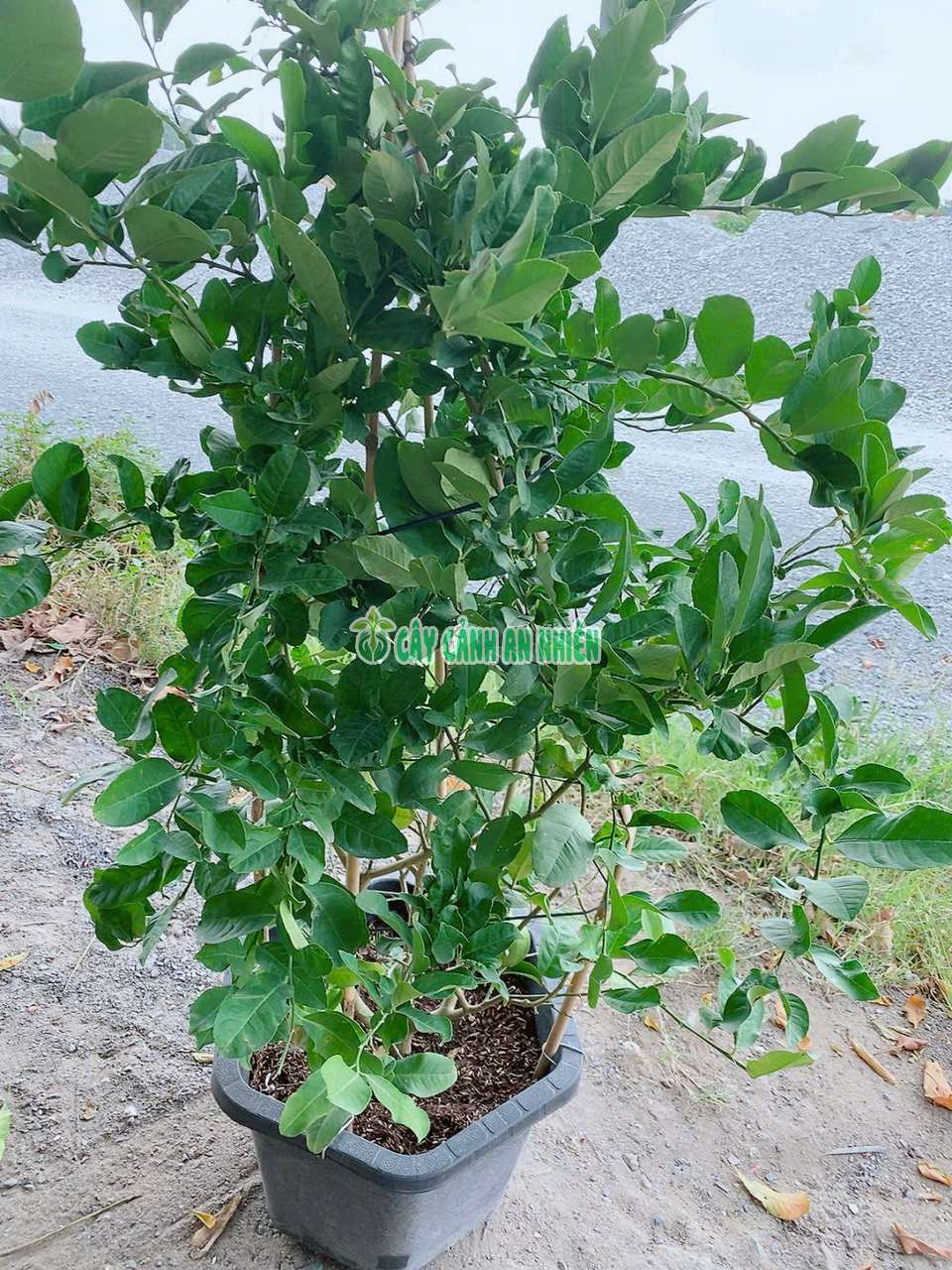 chanh-uc-lon-2 chanh-uc-lon-2
