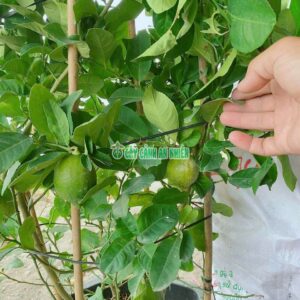 Chậu Chanh Úc Lớn chanh-uc-lon-4