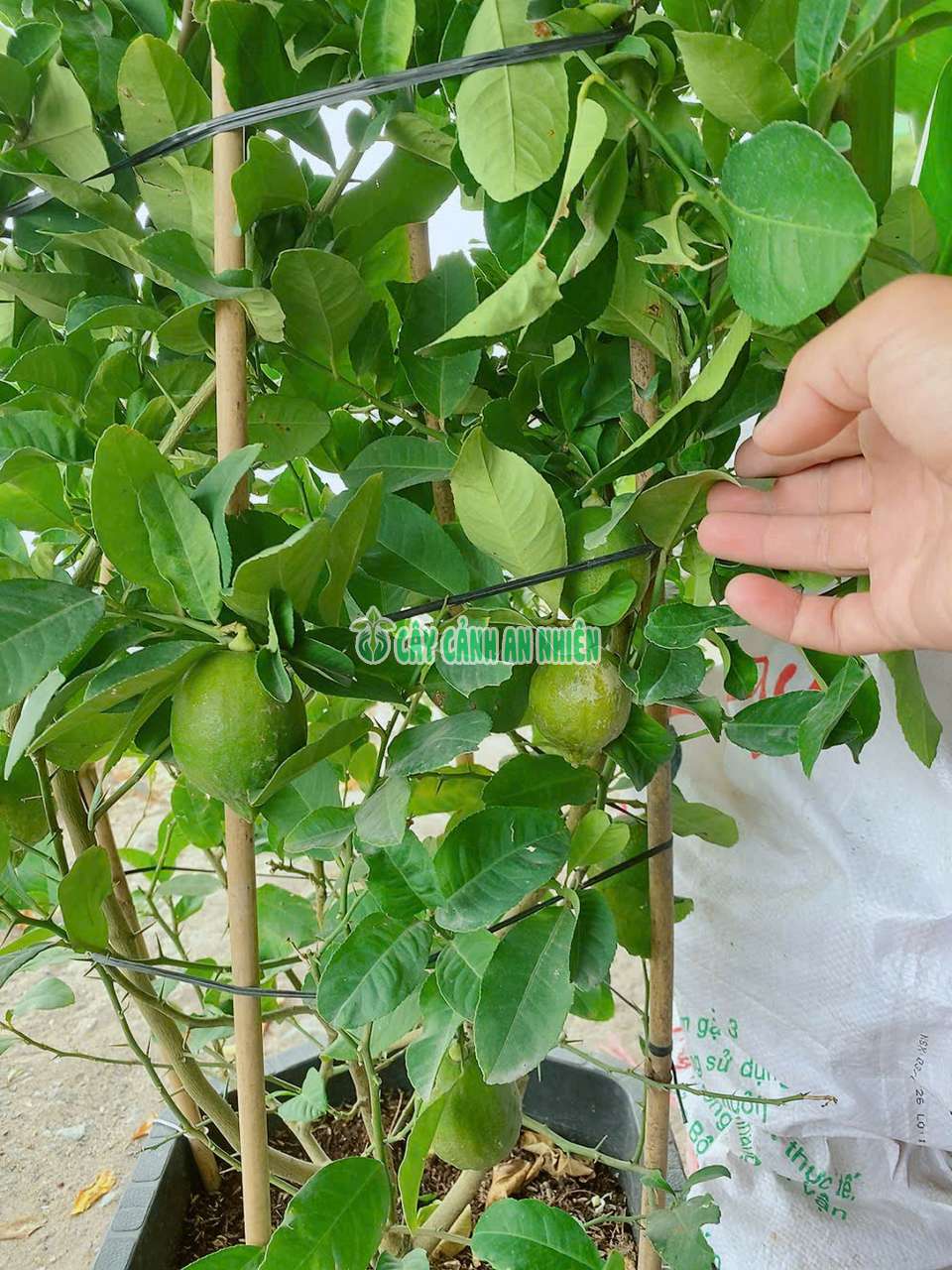 chanh-uc-lon-4 chanh-uc-lon-4