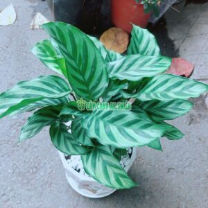chau-duoi-cong-xanh-mini-4