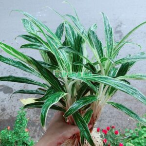 Cây Giữ Tiền Kèm Chậu Trồng Thủy Sinh chau-giu-tien-thuy-sinh-1