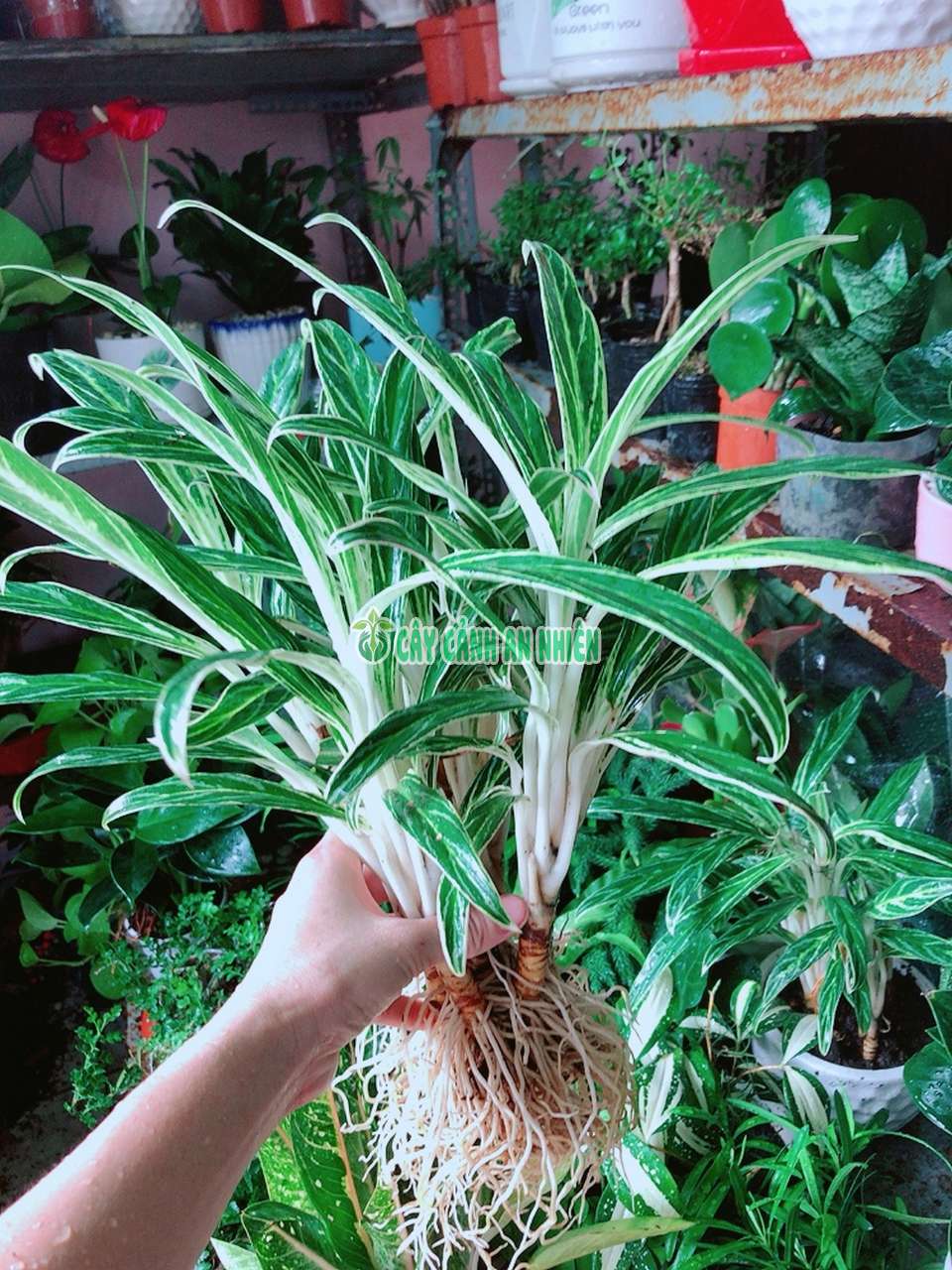 chau-giu-tien-thuy-sinh-2 chau giu tien thuy sinh 2