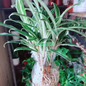 Cây Giữ Tiền Kèm Chậu Trồng Thủy Sinh chau giu tien thuy sinh 4