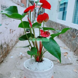 chau-hong-mon-1