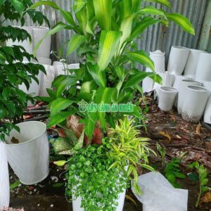 chau-thiet-mon-lan-tieu-canh-1