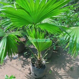 Cây Cọ Ta Hàng Đẹp 80-100cm (cọ ta, cọ bầu,kè nam)