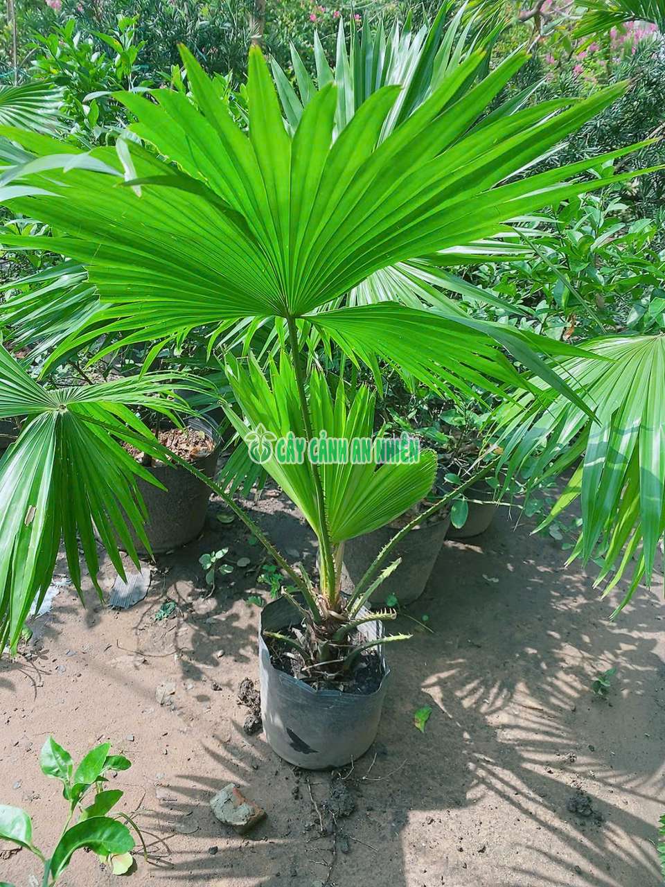 Cây Cọ Ta Hàng Đẹp 80-100cm (cọ ta, cọ bầu,kè nam)