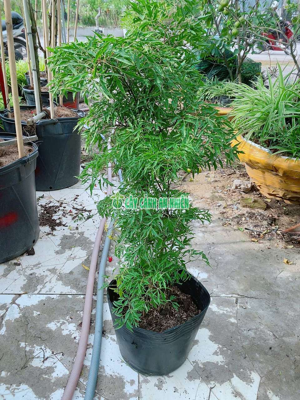 dinh-lang-80cm-2