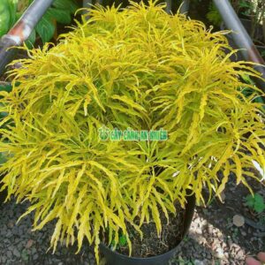 dinh-lang-vang-50cm-4