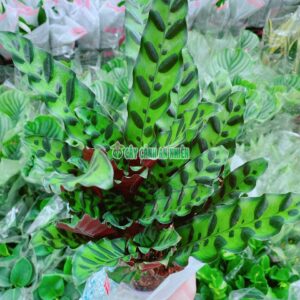 duoi-cong-duoi-phung-4