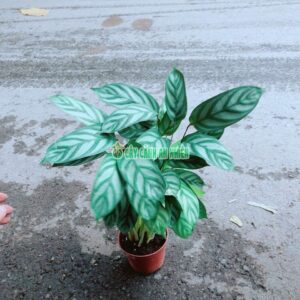 duoi-cong-xanh-soc-3