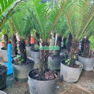 Dương Xỉ Khổng Tước Thân Gỗ (Dương Xỉ Hạnh Phúc 60-80cm) duong-xi-hanh-phuc-2