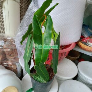 Cây Hạc Cam hac-cam-2