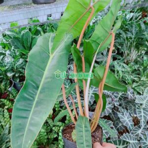 Cây Hạc Cam hac-cam-3