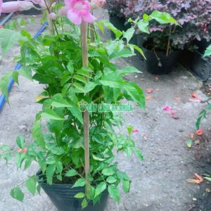 hong-thien-huong-4