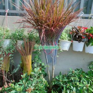 huyet-du-kiem-1m5-2