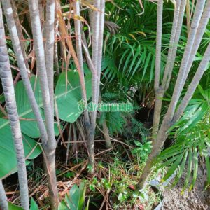 huyet-du-kiem-1m5-4