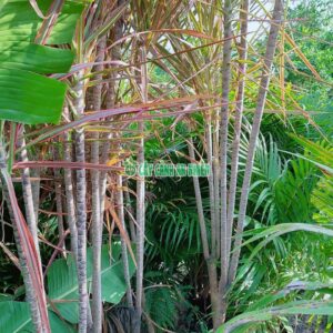 huyet-du-kiem-1m5-5