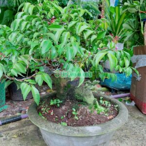 khe-bonsai-lon-4