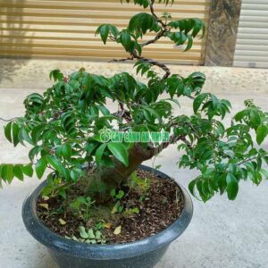 khe-bonsai-lon-6