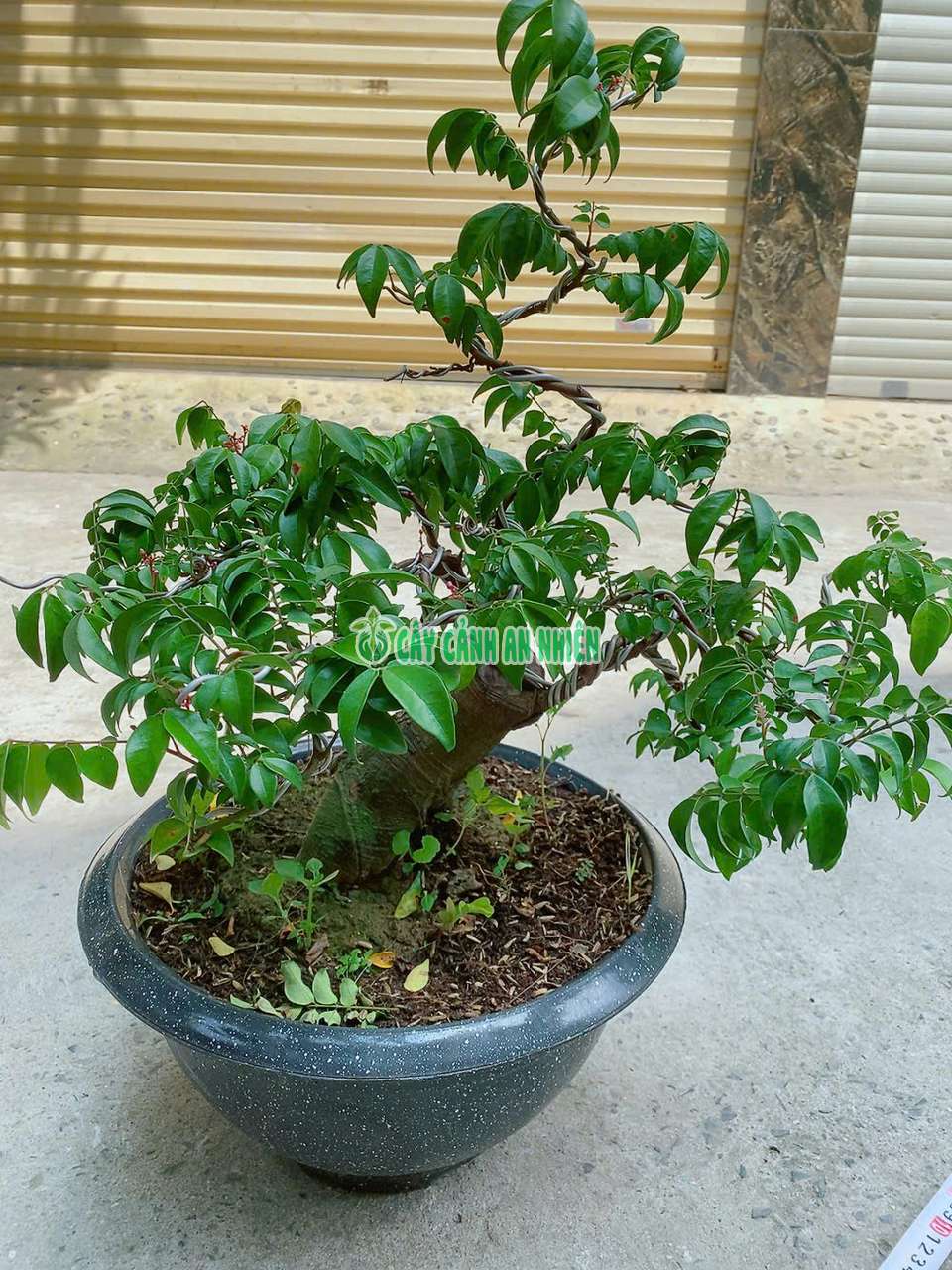 khe-bonsai-lon-6