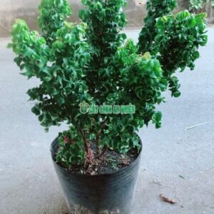 Cây Khế Ngọt Lá Xoắn khe-my-1