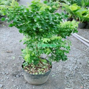 Cây Khế Ngọt Lá Xoắn khe-my-2