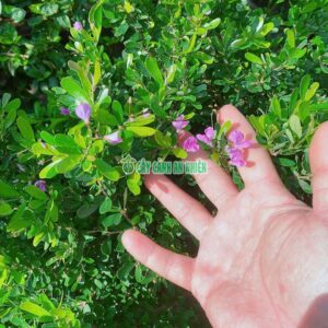 linh-sam-dang-tree-1