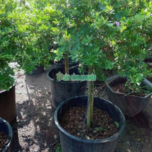 linh-sam-dang-tree-4