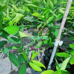 man-xanh-duong-3